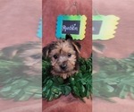 Small Photo #21 Yorkshire Terrier Puppy For Sale in AKRON, OH, USA