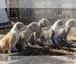 American Bully Puppy for Sale in BEULAVILLE, North Carolina USA