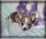 Image preview for Ad Listing. Nickname: Litter of 5