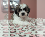 Small #1 Mal-Shi