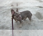 Small #1 French Bulldog