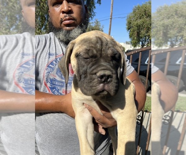 Medium Photo #19 Bullmastiff Puppy For Sale in LOS ANGELES, CA, USA