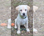 Sky - Female Labrador Retriever-Unknown Mix Dog for Adoption - Small photo