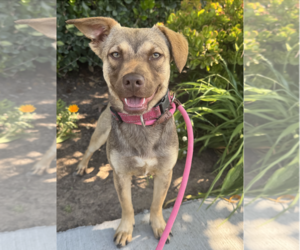 Spritz - Female Beagle-Unknown Mix Dog for Adoption - Photo #5