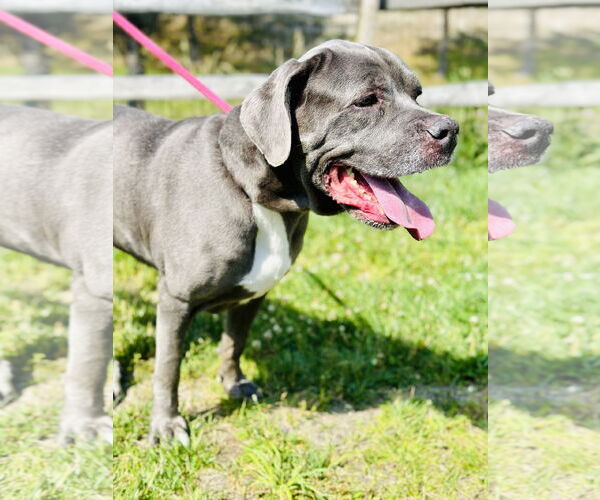 Medium Photo #1 Mastiff-Unknown Mix Puppy For Sale in Manahawkin, NJ, USA
