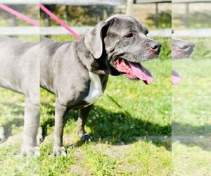 Mastiff-Unknown Mix Dogs for adoption in Manahawkin, NJ, USA