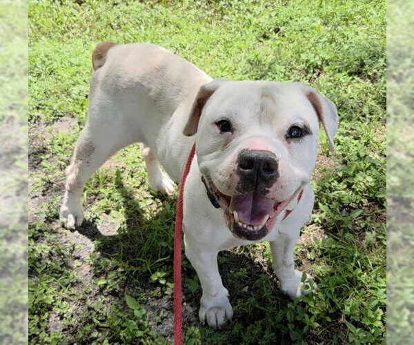 Medium Photo #2 American Bulldog Puppy For Sale in Fort Lauderdale, FL, USA