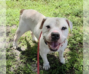 TRENTON - Male American Bulldog Dog for Adoption - Photo #2