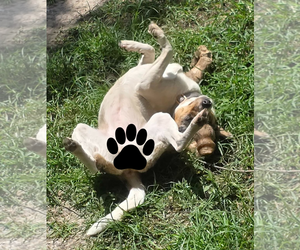 Marley - Maybe Me? - Female Mutt Dog for Adoption - Photo #8