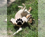 Small Photo #8 Mutt Puppy For Sale in Oakhurst, NJ, USA
