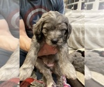 Small Photo #13 Aussiedoodle-Poodle (Standard) Mix Puppy For Sale in COMMERCE, MI, USA