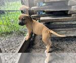 Small Photo #17 American Pit Bull Terrier Puppy For Sale in NAPLES, FL, USA