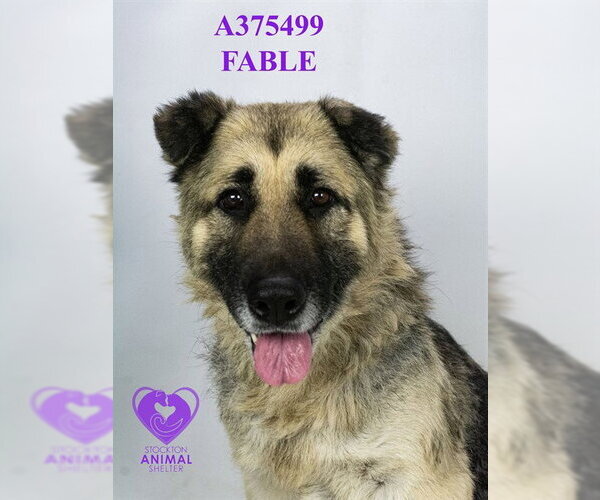 Medium Photo #2 German Shepherd Dog Puppy For Sale in Stockton, CA, USA