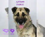 Small #1 German Shepherd Dog