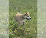 Small American Pit Bull Terrier Mix