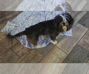 Shih Tzu Dogs for adoption in San Antonio, TX, USA