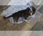 BUZZ - Male Shih Tzu Dog for Adoption - Small photo