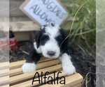 Small Photo #11 Sheepadoodle Puppy For Sale in INDIAHOMA, OK, USA