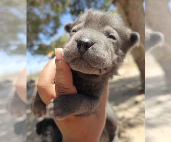 Medium Photo #3 Chinese Shar-Pei Puppy For Sale in LUCERNE VLY, CA, USA
