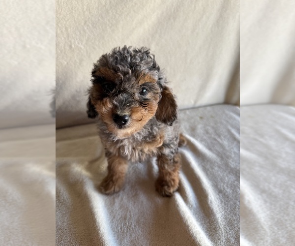 Medium Photo #1 Poodle (Miniature) Puppy For Sale in MUNFORDVILLE, KY, USA