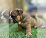 Small Photo #22 Bulldog Puppy For Sale in STOCKBRIDGE, GA, USA