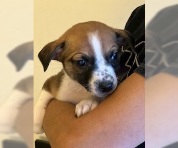 Medium Photo #15 Mutt Puppy For Sale in Dana Point, CA, USA