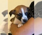 Small #14 Mutt