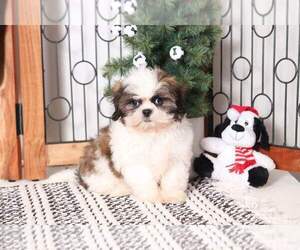 Shih Tzu Puppy for sale in NAPLES, FL, USA