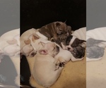 Small Photo #14 French Bulldog Puppy For Sale in BONE CAVE, TN, USA