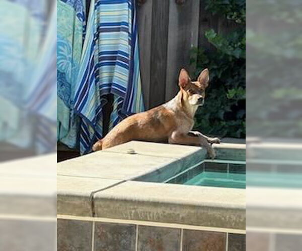 Medium Photo #2 Mutt Puppy For Sale in Petaluma, CA, USA