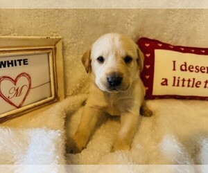 Labrador Retriever Puppy for sale in MAYSVILLE, GA, USA