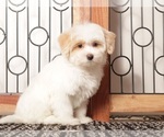 Small #1 Maltipoo (Miniature)