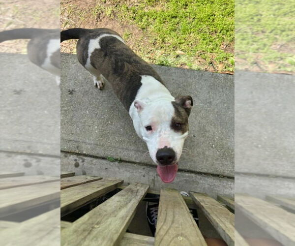 Medium Photo #8 Mutt Puppy For Sale in Abbeville, LA, USA