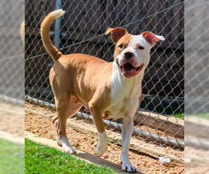 American Pit Bull Terrier-Unknown Mix Dogs for adoption in Plano, TX, USA