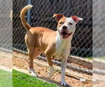 Small American Pit Bull Terrier Mix
