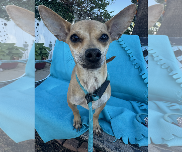 Medium Photo #2 Chihuahua-Unknown Mix Puppy For Sale in Newport Beach, CA, USA