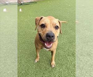 Labrador Retriever-Unknown Mix Dogs for adoption in Derwood, MD, USA