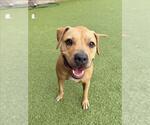 ROSIE - Female Labrador Retriever-Unknown Mix Dog for Adoption - Small photo