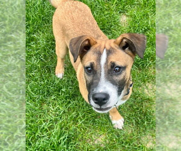 Medium Photo #3 Boxer-Staffordshire Bull Terrier Mix Puppy For Sale in Princeton, MN, USA
