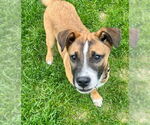 Small #2 Boxer-Staffordshire Bull Terrier Mix