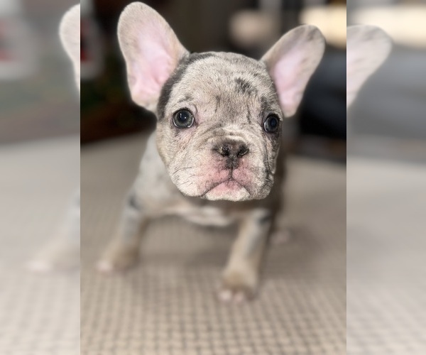 Medium Photo #5 French Bulldog Puppy For Sale in HILTON, NY, USA