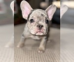 Small Photo #5 French Bulldog Puppy For Sale in HILTON, NY, USA