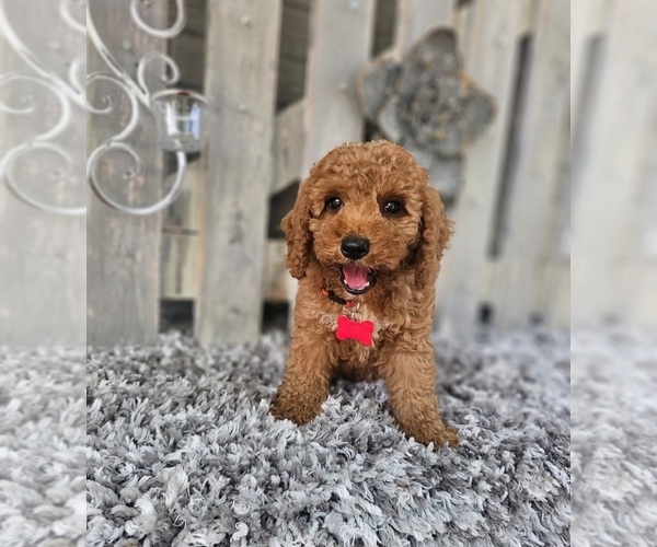 Medium Photo #3 Poodle (Toy) Puppy For Sale in INDIANAPOLIS, IN, USA