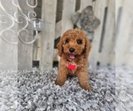 Small #2 Poodle (Toy)