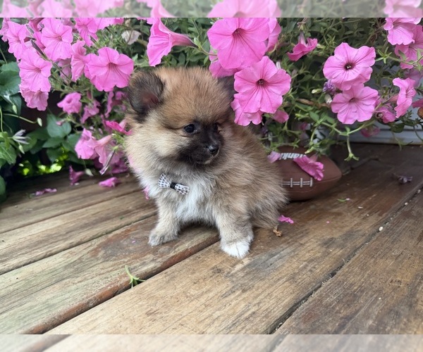 Medium Photo #13 Pomeranian Puppy For Sale in ATHENS, WI, USA