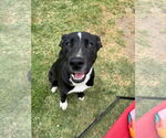 Small #8 Labrador Retriever Mix