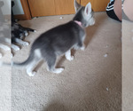 Small #2 Gerberian Shepsky