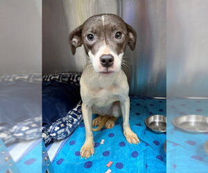 German Wirehaired Pointer-Unknown Mix Dogs for adoption in Naples, FL, USA