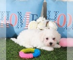 Small #2 Bichon Frise