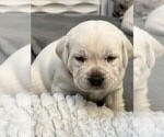 Small Photo #25 Labrador Retriever Puppy For Sale in GLENDALE, CA, USA